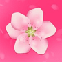 深夜乳液频道丶8樱花
